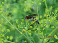 Wounded Delta, Bugs 028.JPG