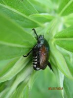 Wounded Delta, Bugs 033.JPG