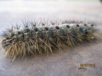 Wounded Delta, Bugs 039.JPG