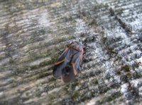 Clouds of Onatrio 049.JPG