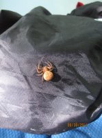 Wood Samples 128.JPG