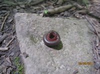 Wood Samples 147.JPG