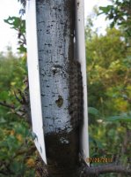 Wood Samples 656.JPG