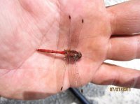 Wood Samples 798.JPG