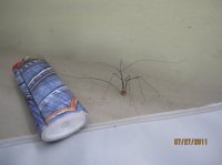 Wood Samples 801.JPG