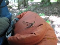 Wood Samples 883.JPG