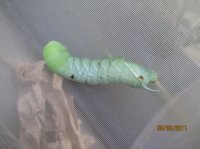 Wood Samples 935.JPG