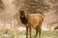 Elk-2.jpg Elk-2.jpg