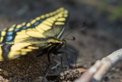 Dardanelle 07.19-7.jpg