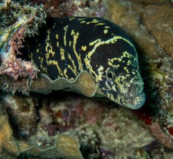15 chain moray eel.jpg