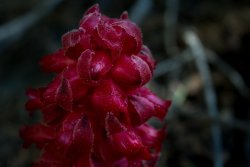 Dardanelle 07.19-14.jpg