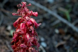 Dardanelle 07.19-15.jpg