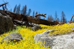 Dardanelle 07.19-29 (1).jpg