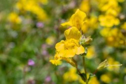 Dardanelle 07.19-30.jpg