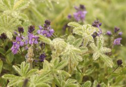 5J5A0204.JPG 5J5A0204.JPG