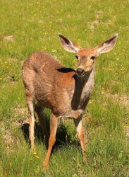 5J5A0439A.JPG 5J5A0439A.JPG