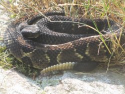 Loyalsock Trail 7.24-26.19 026.jpg