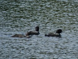 P1060109.JPG P1060109.JPG