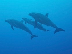 06 spinner dolphins.jpg