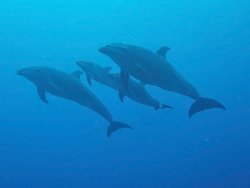 06 spinner dolphins.jpg 06 spinner dolphins.jpg