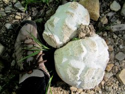 IMG_6280.JPG IMG_6280.JPG