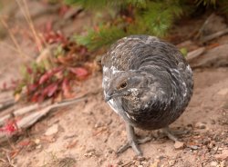 5J5A2083A.JPG 5J5A2083A.JPG