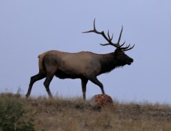 5J5A2146A.JPG 5J5A2146A.JPG