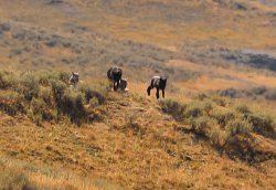 5J5A2017.JPG 5J5A2017.JPG