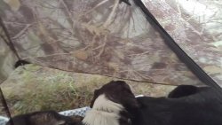 20190906_182016_dogs under vestibule_1.jpg