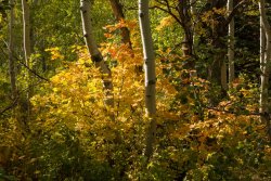 Autumn Primrose 10-20190003.jpg