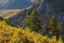 Autumn Primrose 10-20190350.jpg