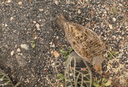 5J5A1609A.JPG 5J5A1609A.JPG