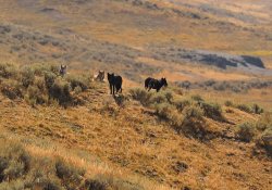 5J5A2018.JPG 5J5A2018.JPG