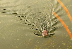 5J5A2192A.JPG 5J5A2192A.JPG