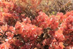 IMG_5137.jpg IMG_5137.jpg