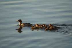 2019-07-25 05.13.49.jpg 2019-07-25 05.13.49.jpg