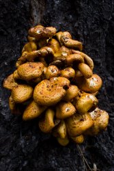 HalfDome1019-22.jpg HalfDome1019-22.jpg