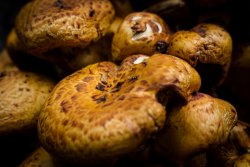 HalfDome1019-23.jpg HalfDome1019-23.jpg