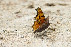 HalfDome1019-27.jpg HalfDome1019-27.jpg