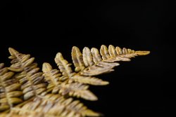 HalfDome1019-74.jpg HalfDome1019-74.jpg