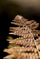 HalfDome1019-75.jpg HalfDome1019-75.jpg