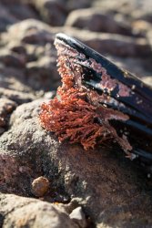 FortBragg-6.jpg FortBragg-6.jpg