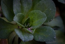 FortBragg-10.jpg FortBragg-10.jpg