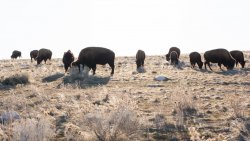 Antelope Isle 2-20200013.jpg