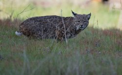 _73A7763.jpg _73A7763.jpg