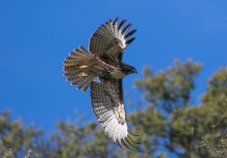 _73A8571.jpg _73A8571.jpg