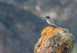 _73A8664.jpg _73A8664.jpg