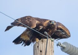 IMG_0652.jpg IMG_0652.jpg