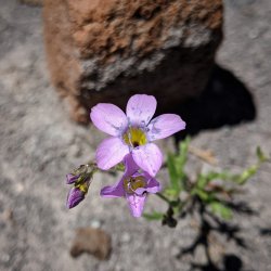 IMG_20200329_170855_688.jpg IMG_20200329_170855_688.jpg