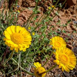 IMG_20200329_192135_976.jpg IMG_20200329_192135_976.jpg